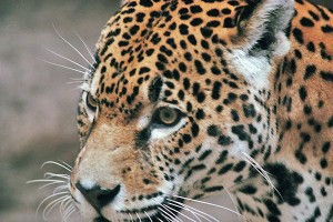 il giaguaro