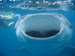 il squalo balena